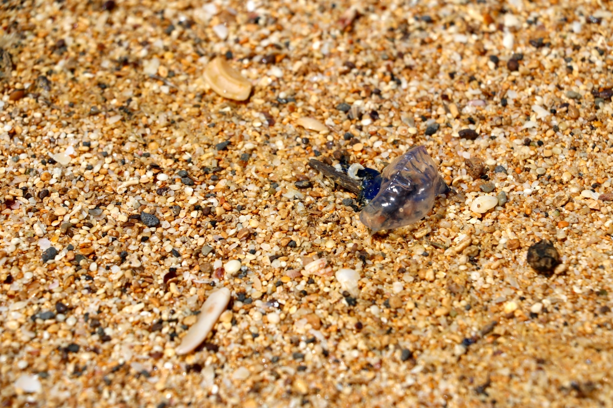 tiny jellyfish    